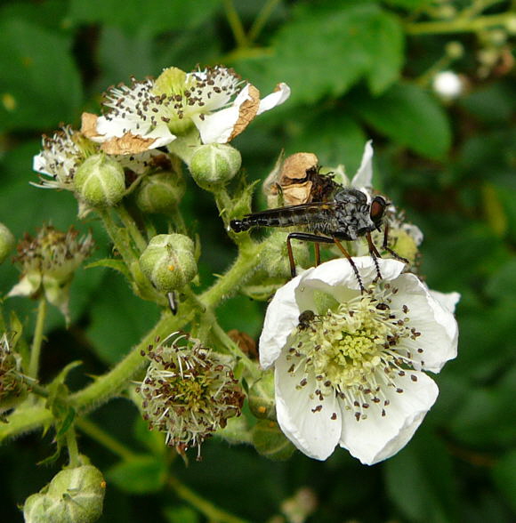 Raubfliege 1Neoitamus spec. Juni 2010 Viernheimer Wald bei Httenfeld Schmetterlinge 030