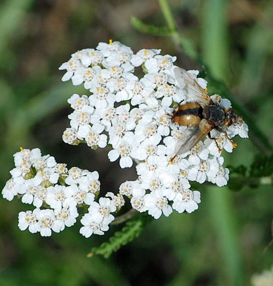 Raupenfliege  .8.08_Priepert_Naturschutzgebiet_MecklenurgischeSeenplatte 159