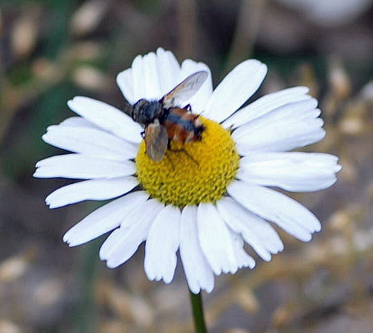 Raupenfliege 2 (Igelfliege) Nikon 2008 (D ez07..Mai08) Wildblumen, Schmetterlinge 320