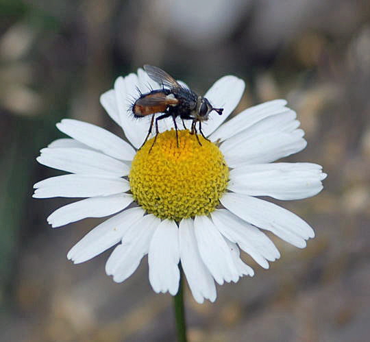 Raupenfliege 2 (Igelfliege) Nikon 2008 (Dez07..Mai08) Wildblumen, Schmetterlinge 321