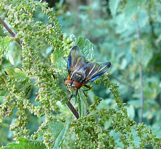 Raupenfliege Phasia hemiptera Aug 2009 Lorscher See u. Graben Hemsbach 042