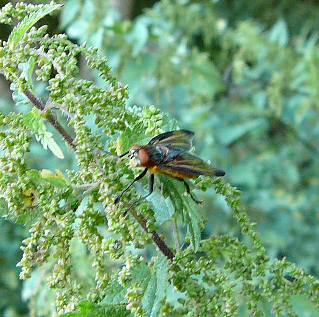 Raupenfliege Phasia hemiptera Aug 2009 Lorscher See u. Graben Hemsbach 044