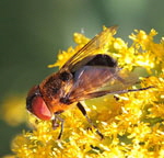 Raupenfliege Phasia hemiptera Weibchen kl.