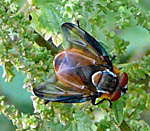 Raupenfliege Phasia hemiptera kl.2