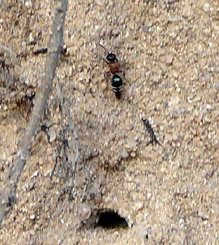 Rotbeinige Spinnenameise Smicromyrme rufipes Juli 2010 Insekten Viernheimer Wald 013