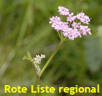 Rotbltige Bibernelle (Pimpinella major ssp rubra)  kl.