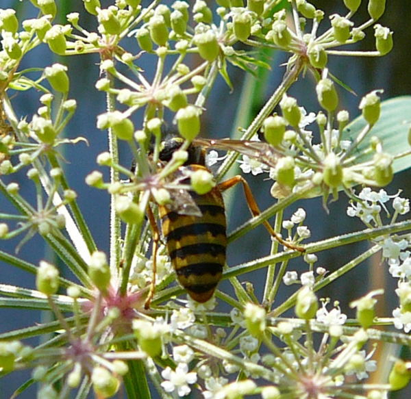 Rote Wespe (Vespula rufa) Urlaub 2010 7.8.Lueneburger Heide 058