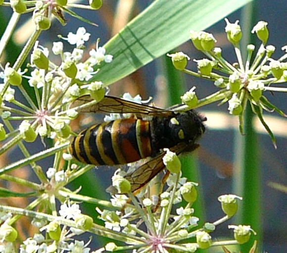 Rote Wespe (Vespula rufa) Urlaub 2010 7.8.Lueneburger Heide 059