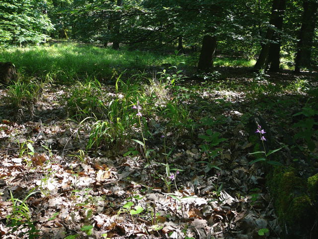 Rotes Waldvglein (Cephalanthera rubra) Juni 09 Huett und Viernheimer Wald 092