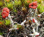 Rotfrchtige Sulenflechte Cladonia macilenta kl.