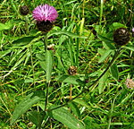 Schwarze Flockenblume (Centaurea nigra kl.