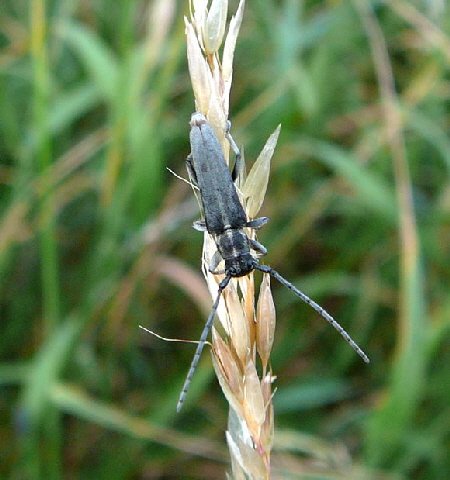 Schwarzhrniger Walzenhalsbock (Phytoecia nigricornis)   Juni 2011 Huettenfeld Insekten und Falter 093
