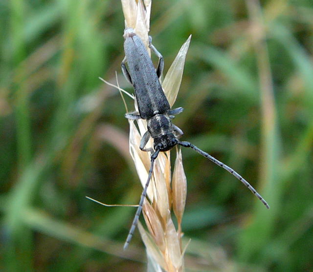 Schwarzhrniger Walzenhalsbock (Phytoecia nigricornis)   Juni 2011 Huettenfeld Insekten und Falter 094