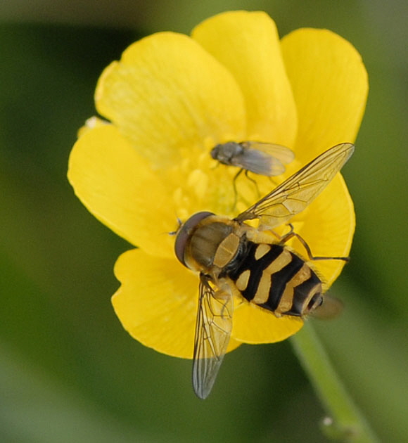 Schwebfliege Syrphus torvus 9.7.2011 Allgu Alpen Fellhorn 27