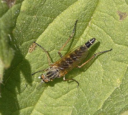 Stilettfliege Psilocephala eximia Mai 2011 Biedensand Veilchen und Insekten NIKON 103