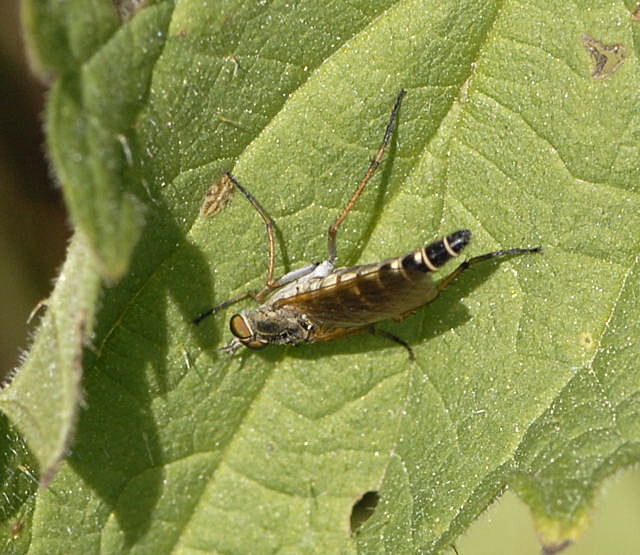 Stilettfliege Psilocephala eximia Mai 2011 Biedensand Veilchen und Insekten NIKON 104