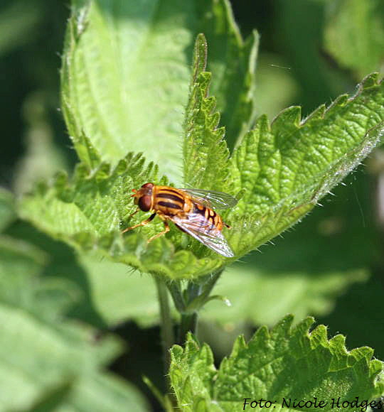 Teichrandschwebfliege (Parhelophilus spec.)-Mai09-Wassergraben bei Httenfeld-1-N