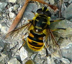 Totenkopf-Schwebfliege (Myathropa florea W 1 kl