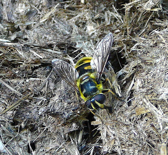 Totenkopf-Schwebfliege (Myathropa florea Weibchen Mai 2011 Viernheimer Wald westlich A67 050