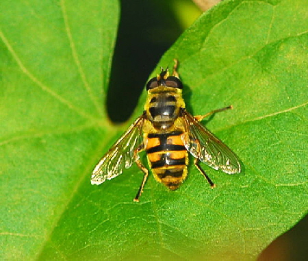 Totenkopfschwebfliege - Myiatropa florea Okt 2009  Htt, Garten NIKON 016