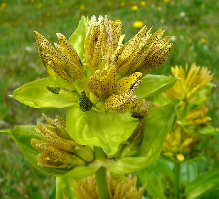 Tpfel-Enzian (Gentiana punctata) Urlaub 2011 9.7.2011 Allgu Alpen Fellhorn Oberstdorf-Faistenoy 118a