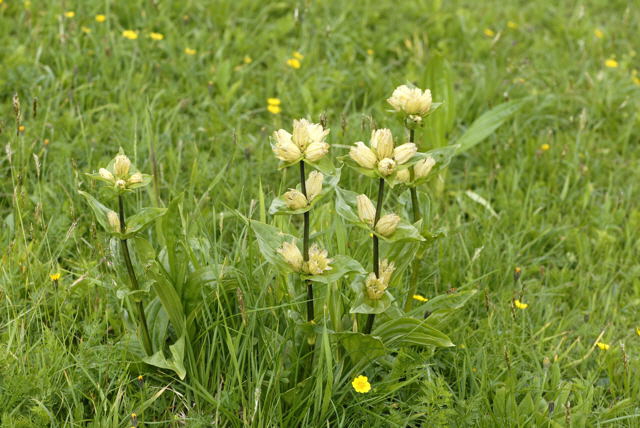 Tpfel-Enzian (Gentiana punctata Urlaub 2011 9.7.2011 Allgu Alpen Fellhorn NIKON 151