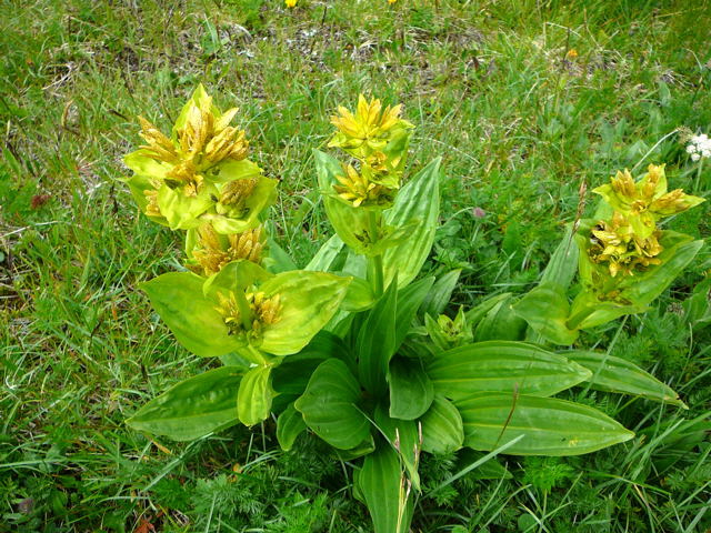 Tpfel-Enzian (Gentiana punctata Urlaub 2011 9.7.2011 Allgu Alpen Fellhorn Oberstdorf-Faistenoy 117