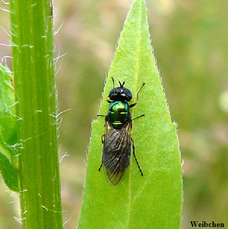 Waffenfliege 1 Chloromyia formosa Juni 2010 Httenfeld an alter Schleuse 007