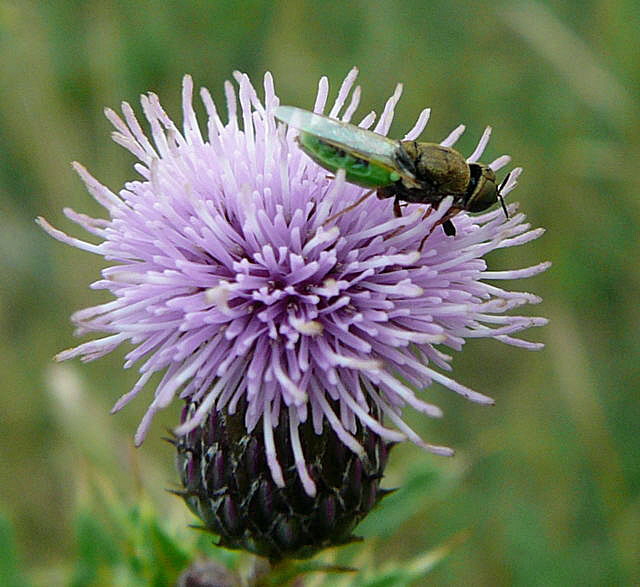 Waffenfliege 2 Oplodontha viridula Urlaub 2010 1.8.Katingsiel Naturzentrum Katinger Watt...Eiderspe 025