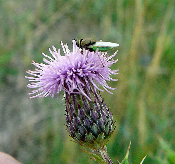 Waffenfliege 2 Oplodontha viridula Urlaub 2010 1.8.Katingsiel N