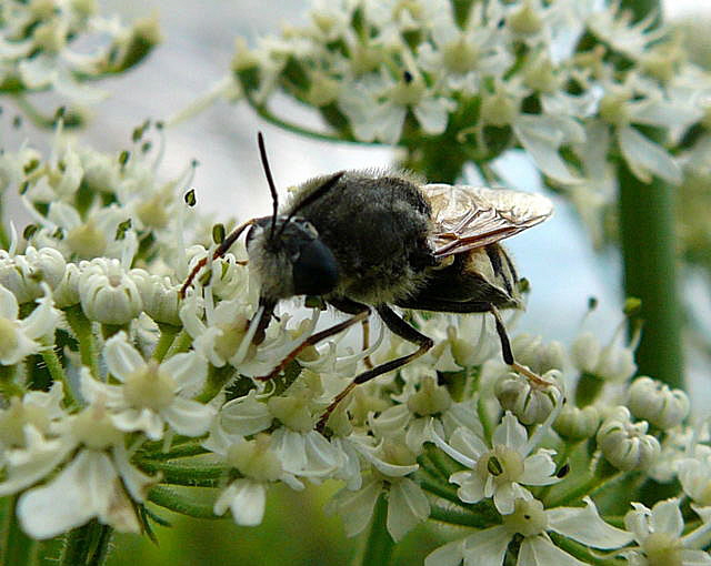 Waffenfliege 3 Stratiomys singularior Urlaub 2010 28.7.2010 Bunde-Dollart 136