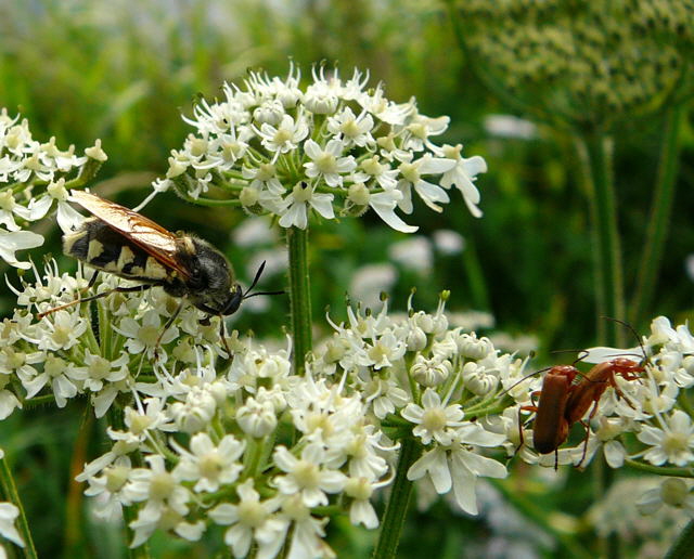 Waffenfliege 3 Stratiomys singularior Urlaub 2010 28.7.2010 Bunde-Dollart 133a