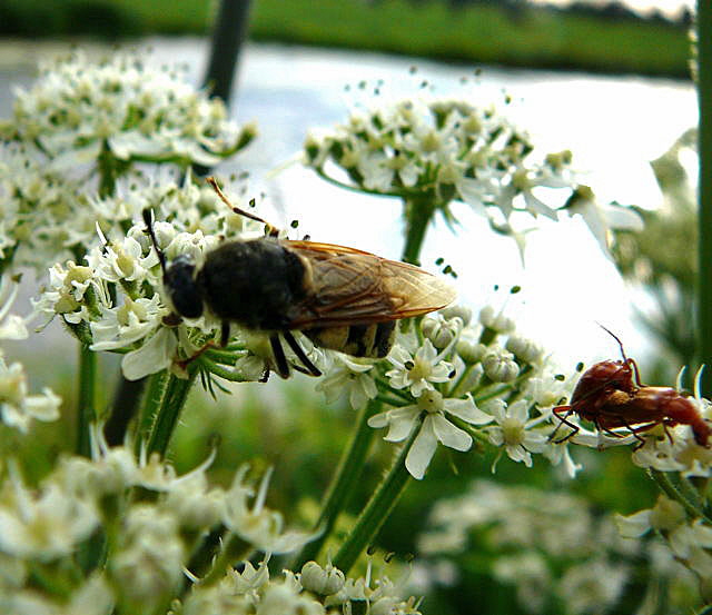 Waffenfliege 3 Stratiomys singularior Urlaub 2010 28.7.2010 Bunde-Dollart 137