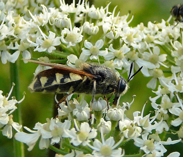 Waffenfliege 3 Stratiomys singularior Urlaub 2010 28.7.2010 Bunde-Dollart 145