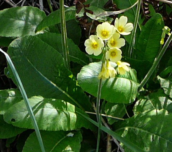 Wald-Primel (Primula elatior) April 2011 Laudenbach Insekten und Blumen 022a