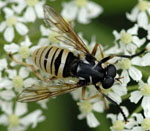 Wespen-Moderholzschwebfliege Temnostoma vespiforme kl.