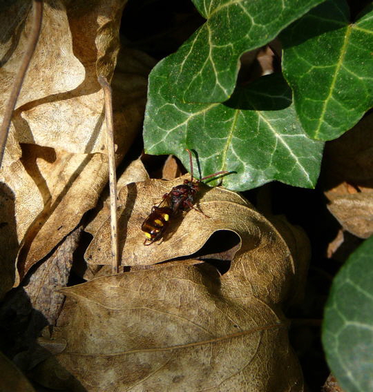 Wespenbiene 1 (Nomada cf. striata) April 09 Froschleich u. Insekten Htt 087