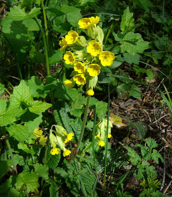 Wiesen-Schlsselblume (Primula veris) April 2011 Laudenbach Insekten und Blumen 004