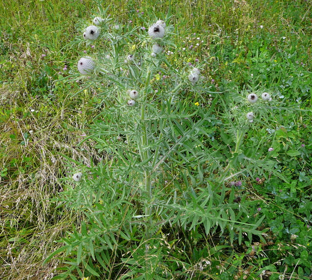 Wollkpfige Kratzdistel (Cirsium eriophorum) Urlaub Juli 2012 Schwb.Alb 017