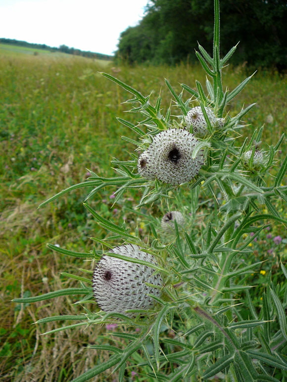 Wollkpfige Kratzdistel (Cirsium eriophorum) Urlaub Juli 2012 Schwb.Alb 018