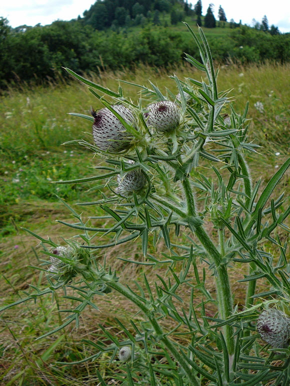 Wollkpfige Kratzdistel (Cirsium eriophorum) Urlaub Juli 2012 Schwb.Alb 019