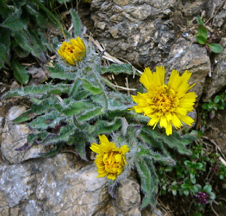 Zottiges Habichtskraut Hieracium villosum 9.7.2011 Allgu Alpen Fellhorn Oberstdorf-Faistenoy y 051