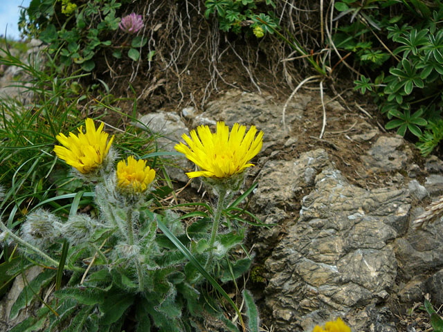 Zottiges Habichtskraut Hieracium villosum 9.7.2011 Allgu Alpen Fellhorn Oberstdorf-Faistenoy g