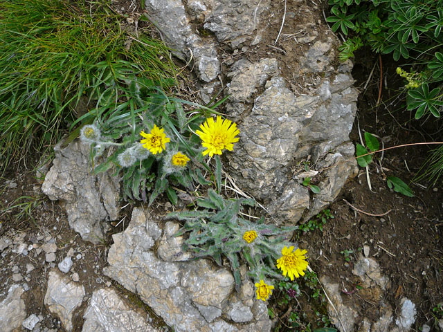 Zottiges Habichtskraut Hieracium villosum Allgu Alpen Fellhorn Oberstdorf-Faistenoy 49