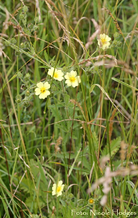 Aufrechtes Fingerkraut- Potentilla recta-21.06.09-Httenfeld-RichtungLorsch-2-N