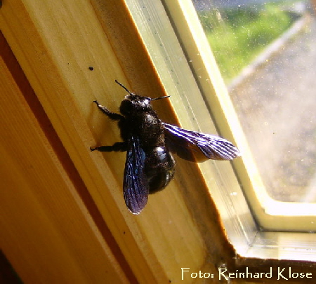 Blaue Holzbiene (Xylocopa violacea) April09 Htt BILD0356 Reinhard K.