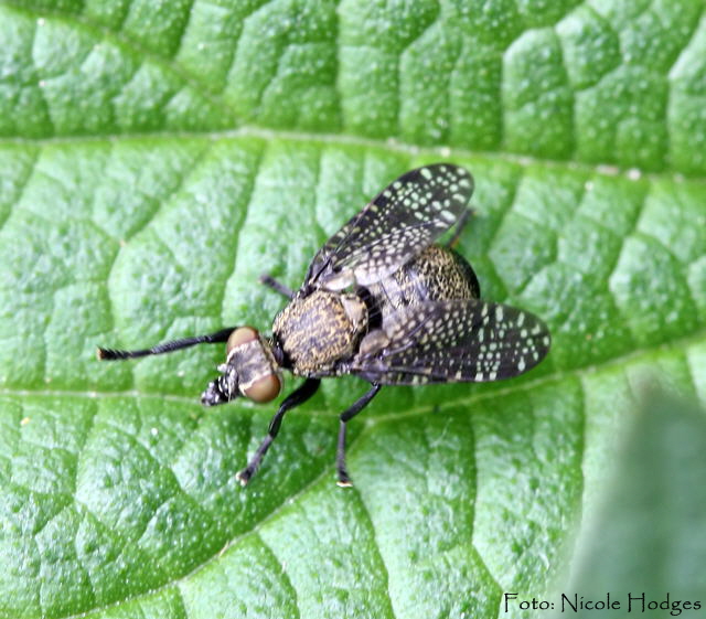 Breitmundfliege Platystoma cf seminationis -16.05.09-Httenfeld-FeldwegamSchloss-1a-N