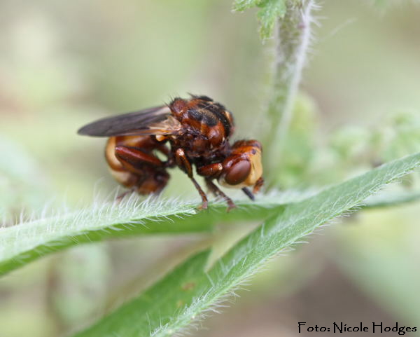 Gemeine Breitstirn-Blasenkopffliege (Sicus ferrugineus)-BrachackerHttenfeld-16.05.09-2-N