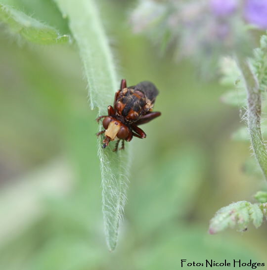 Gemeine Breitstirn-Blasenkopffliege (Sicus ferrugineus)-BrachackerHttenfeld-16.05.09-1-N