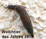 Gemeinen Schliemundschnecke (Alinda cf. biplicata).  kl.